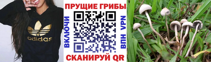 Псилоцибиновые грибы ЛСД  где продают наркотики  Пойковский 